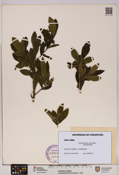 Ovidia pillo-pillo [Espécimen: UDEC:CONC:0126503]