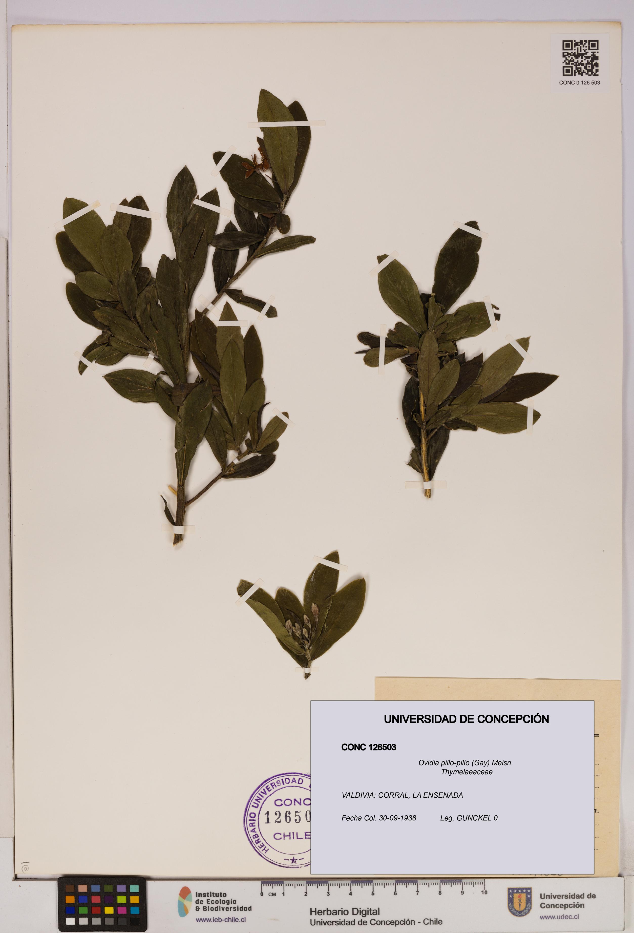 Ovidia pillo-pillo [Espécimen: UDEC:CONC:0126503]