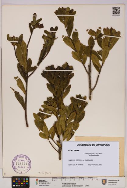 Ovidia pillo-pillo [Espécimen: UDEC:CONC:0126504]