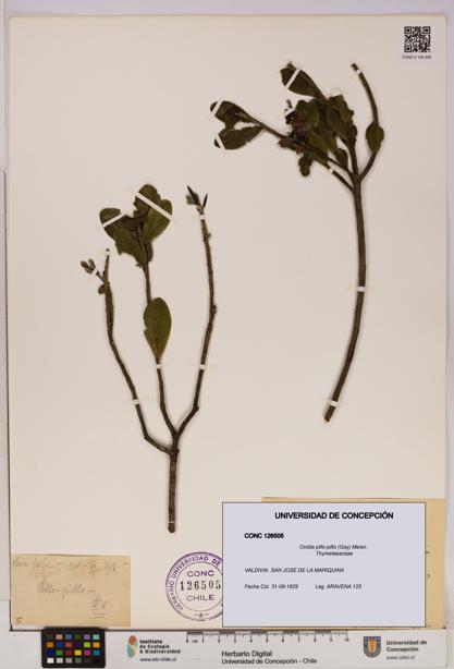 Ovidia pillo-pillo [Espécimen: UDEC:CONC:0126505]