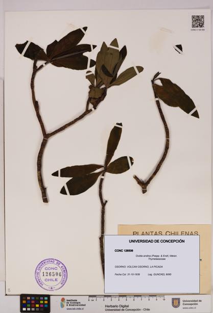 Ovidia andina [Espécimen: UDEC:CONC:0126506]