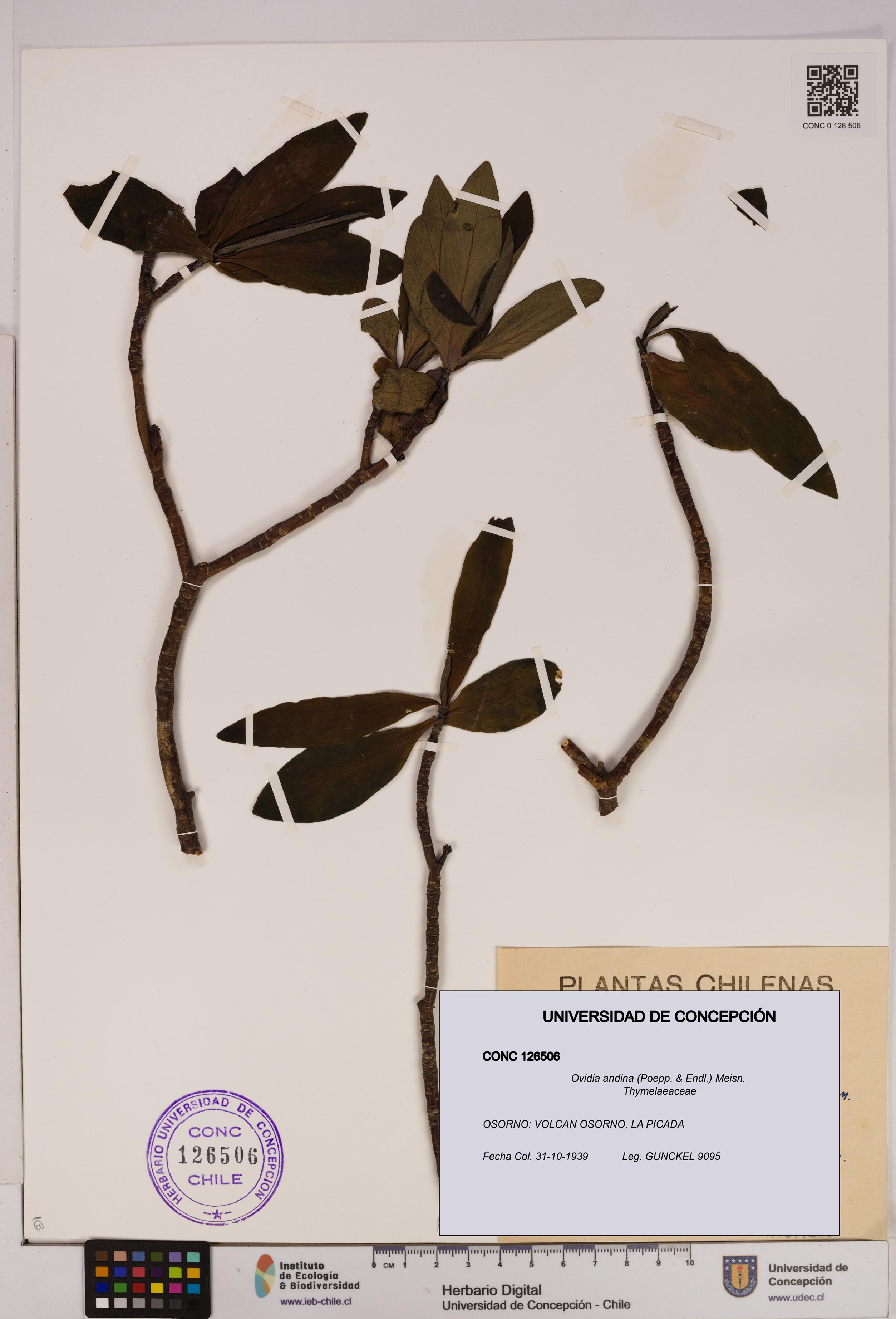 Ovidia andina [Espécimen: UDEC:CONC:0126506]