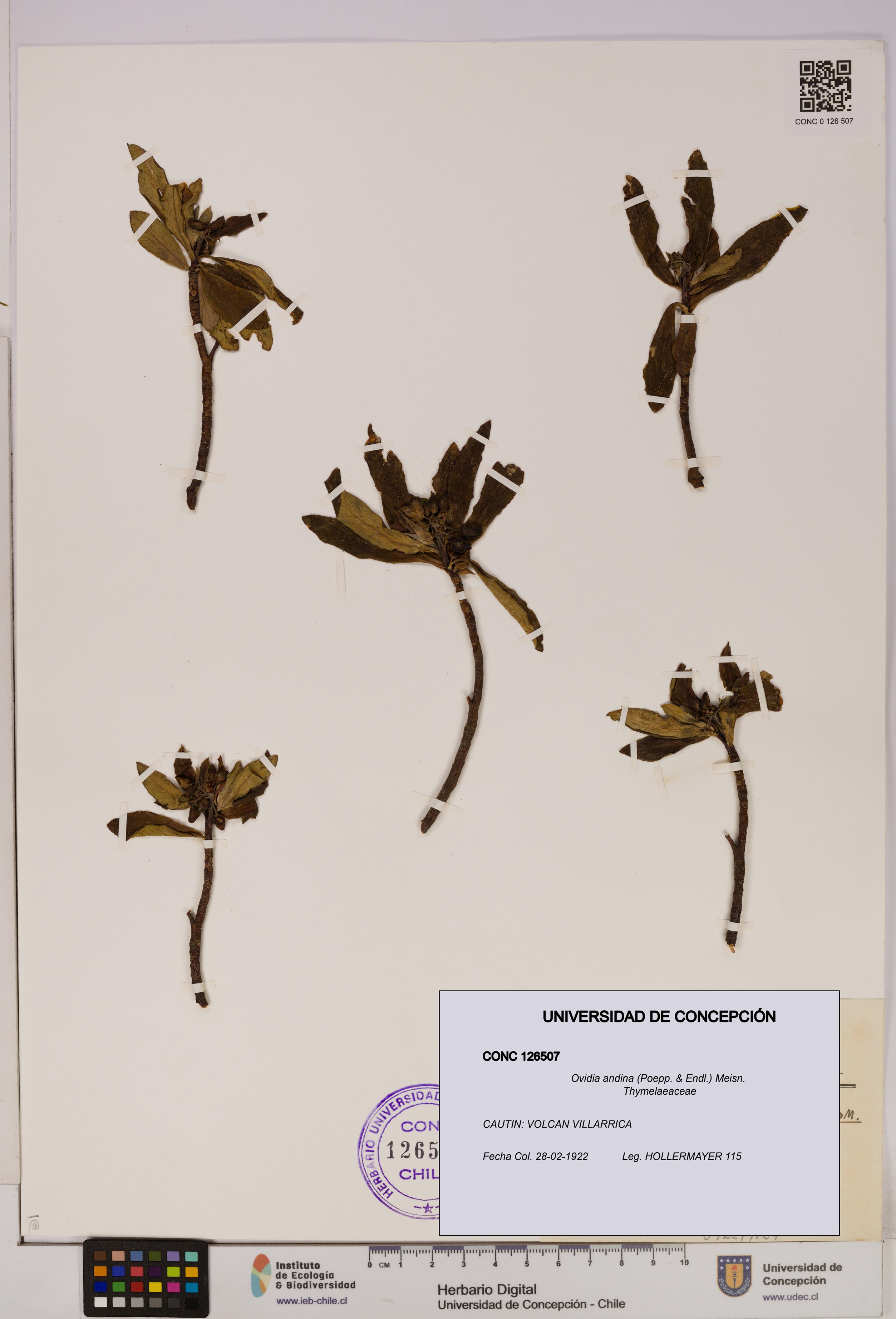 Ovidia andina [Espécimen: UDEC:CONC:0126507]