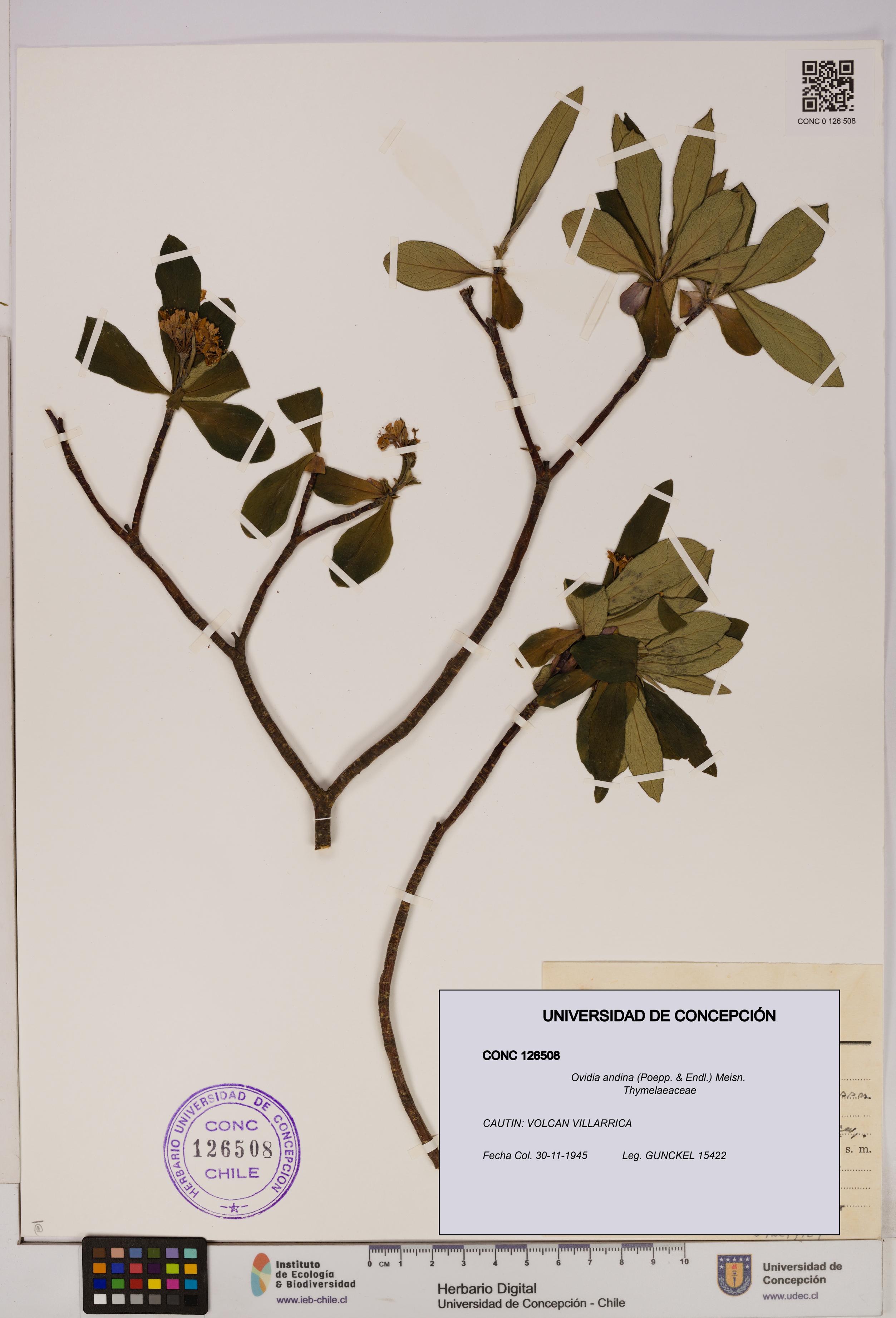 Ovidia andina [Espécimen: UDEC:CONC:0126508]