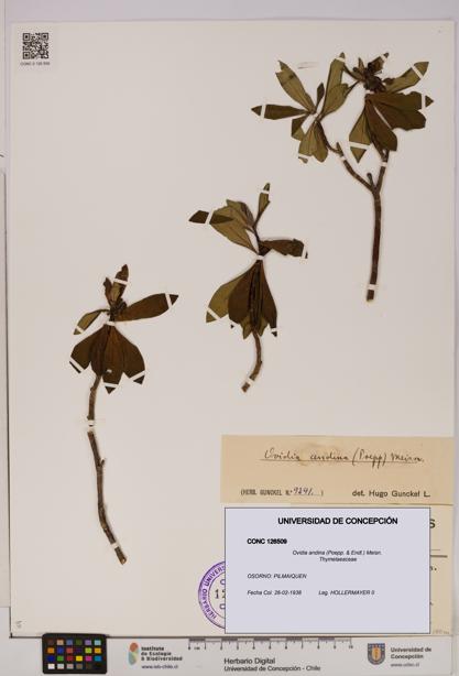 Ovidia andina [Espécimen: UDEC:CONC:0126509]