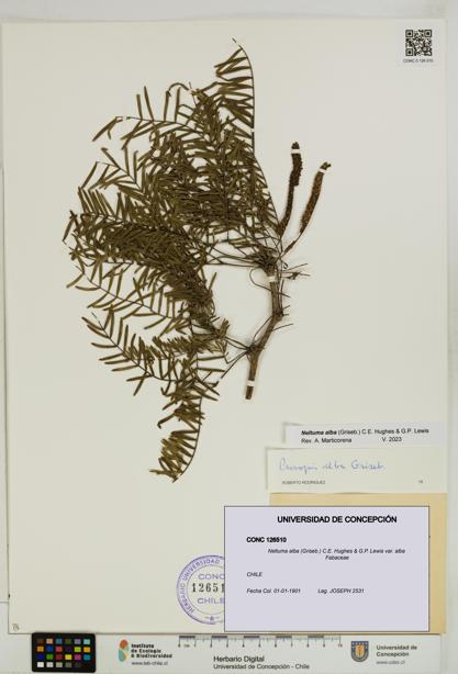 Neltuma alba var. alba [Espécimen: UDEC:CONC:0126510]
