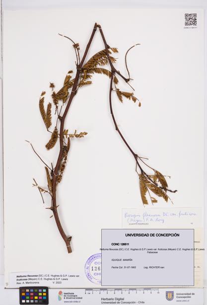 Neltuma flexuosa var. fruticosa [Espécimen: ]