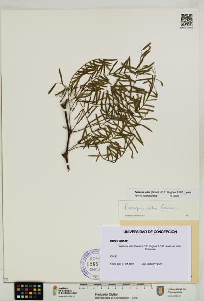 Neltuma alba var. alba [Espécimen: UDEC:CONC:0126512]