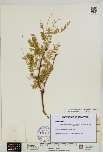 Neltuma alba var. alba [Espécimen: UDEC:CONC:0126513]