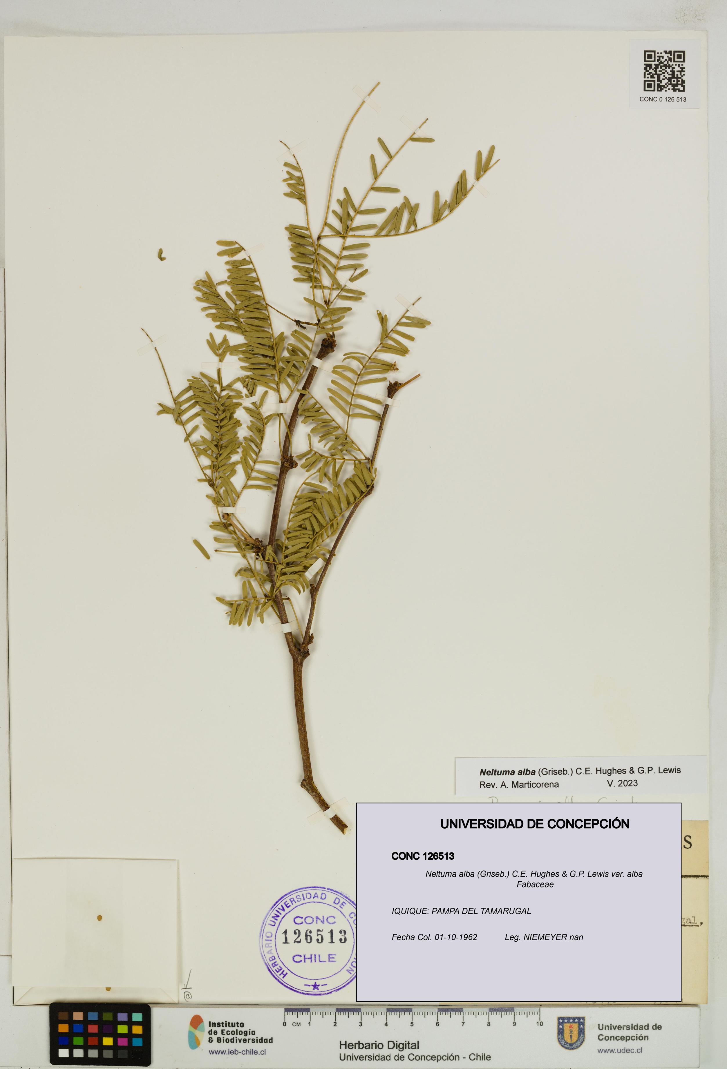 Neltuma alba var. alba [Espécimen: UDEC:CONC:0126513]