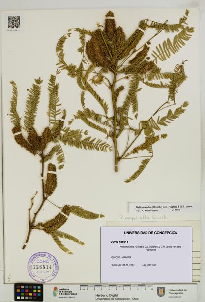 Neltuma alba var. alba [Espécimen: UDEC:CONC:0126514]