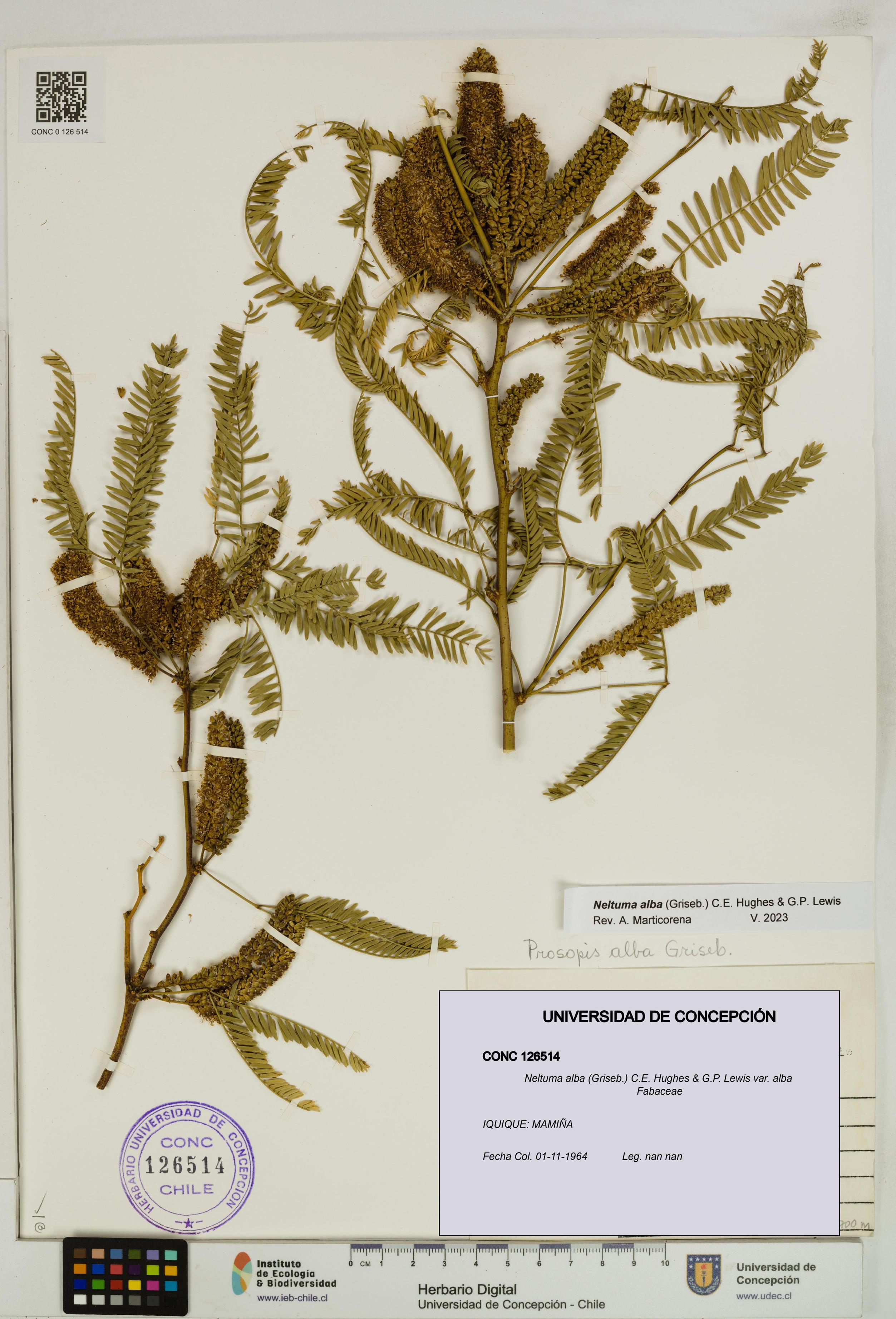 Neltuma alba var. alba [Espécimen: UDEC:CONC:0126514]