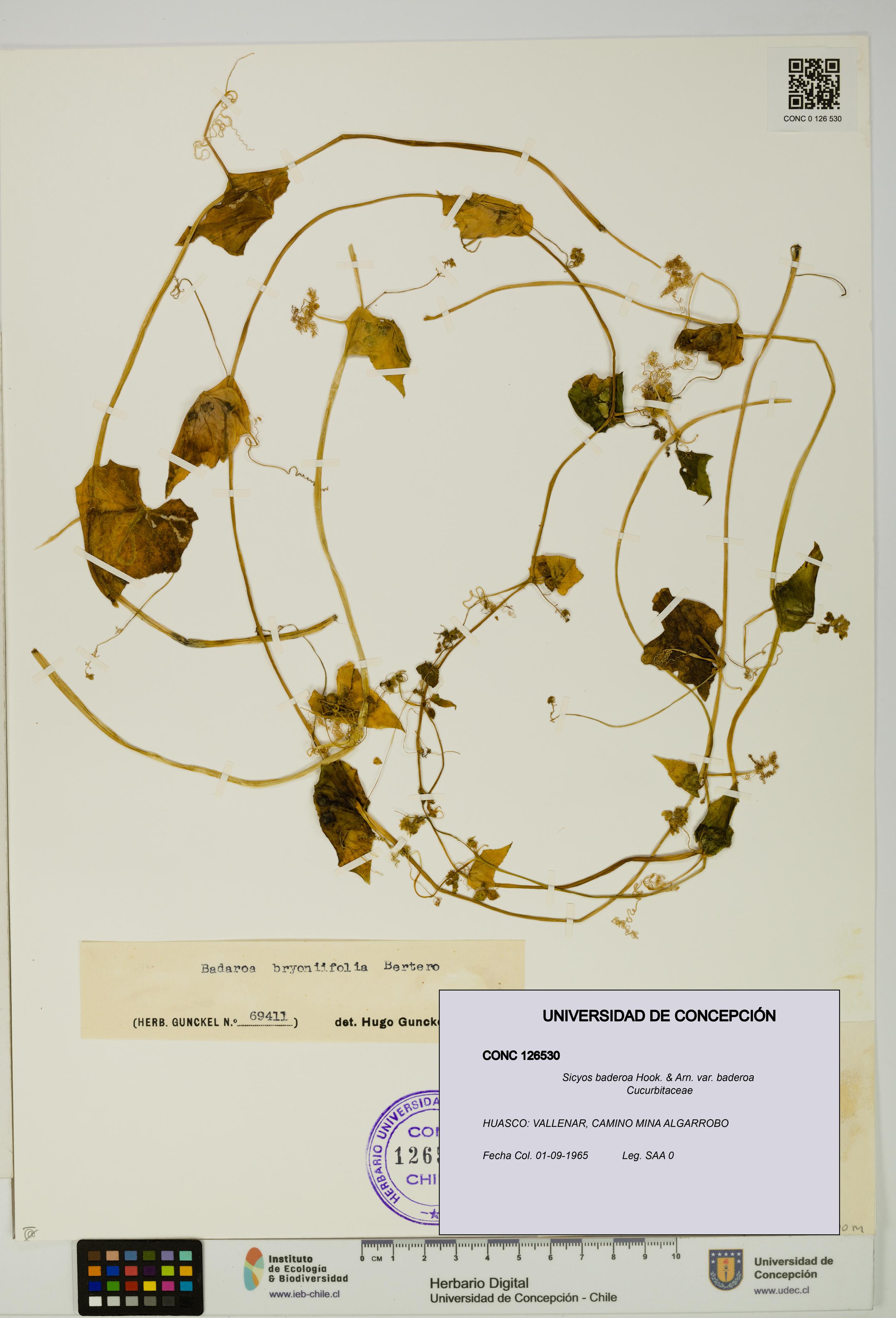 Sicyos baderoa var. baderoa [Espécimen: UDEC:CONC:0126530]