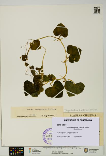 Sicyos baderoa var. baderoa [Espécimen: UDEC:CONC:0126531]