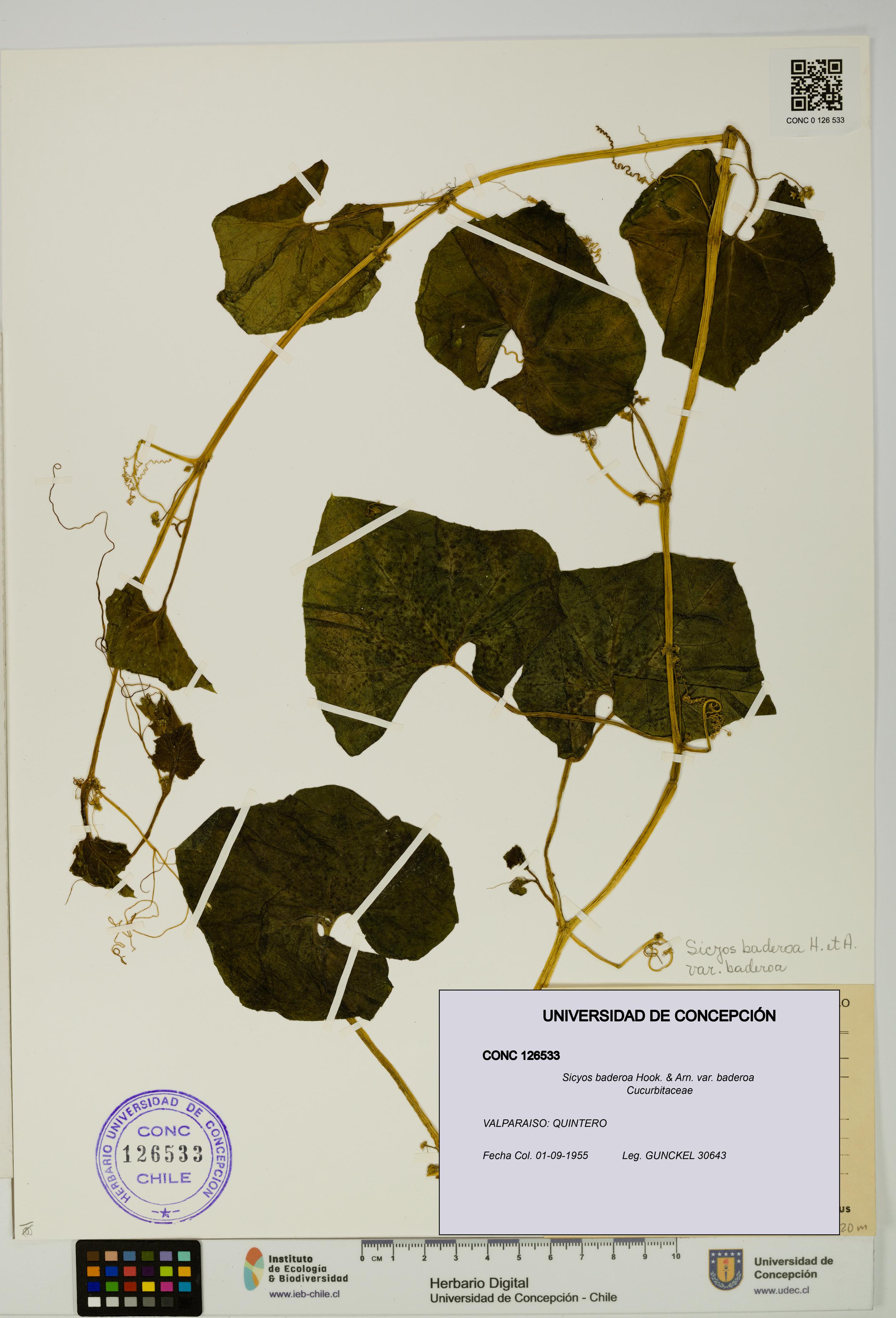 Sicyos baderoa var. baderoa [Espécimen: UDEC:CONC:0126533]