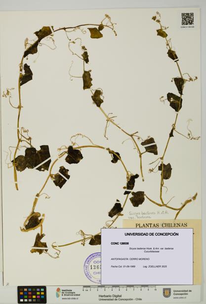 Sicyos baderoa var. baderoa [Espécimen: UDEC:CONC:0126535]