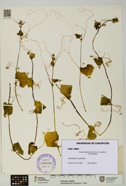 Sicyos baderoa var. baderoa [Espécimen: UDEC:CONC:0126536]