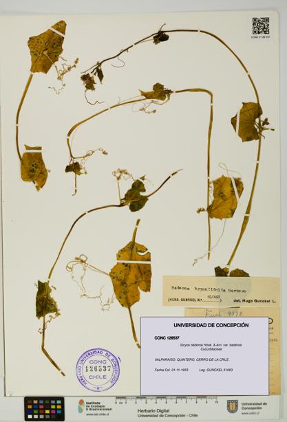 Sicyos baderoa var. baderoa [Espécimen: UDEC:CONC:0126537]