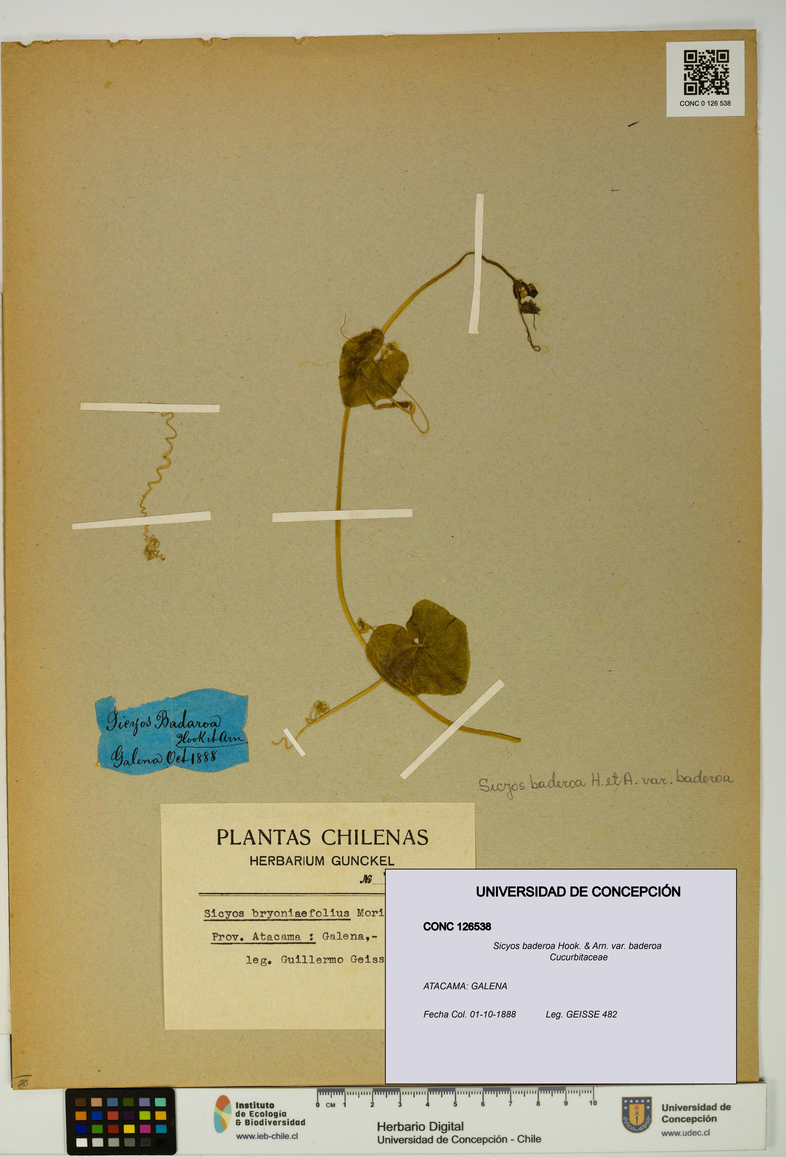 Sicyos baderoa var. baderoa [Espécimen: UDEC:CONC:0126538]