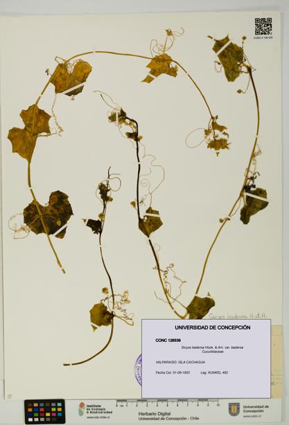 Sicyos baderoa var. baderoa [Espécimen: UDEC:CONC:0126539]