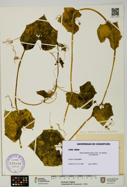 Sicyos baderoa var. baderoa [Espécimen: UDEC:CONC:0126540]