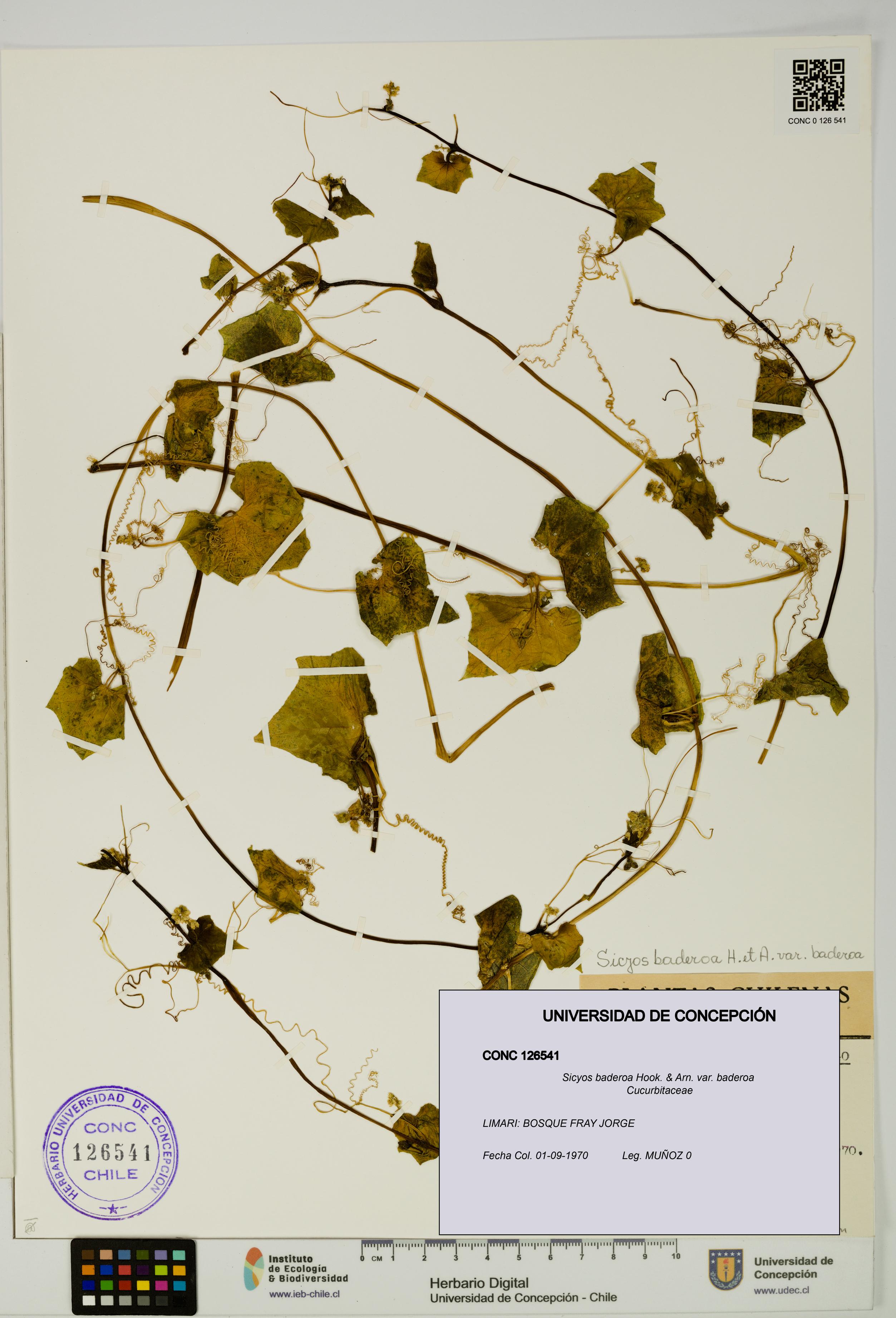 Sicyos baderoa var. baderoa [Espécimen: UDEC:CONC:0126541]