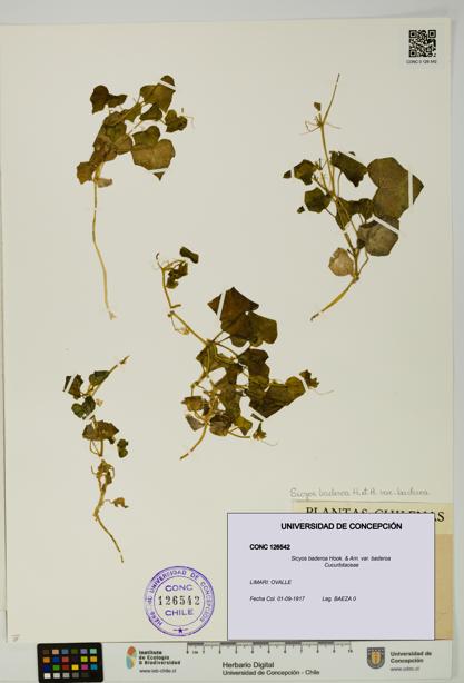 Sicyos baderoa var. baderoa [Espécimen: UDEC:CONC:0126542]