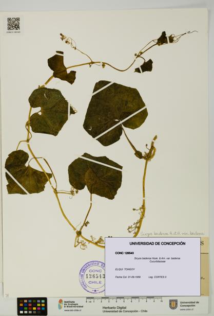Sicyos baderoa var. baderoa [Espécimen: UDEC:CONC:0126543]