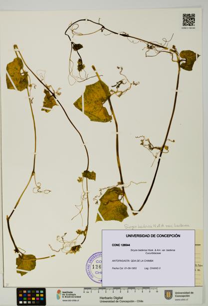 Sicyos baderoa var. baderoa [Espécimen: UDEC:CONC:0126544]