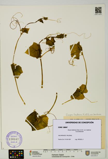 Sicyos baderoa var. baderoa [Espécimen: UDEC:CONC:0126547]