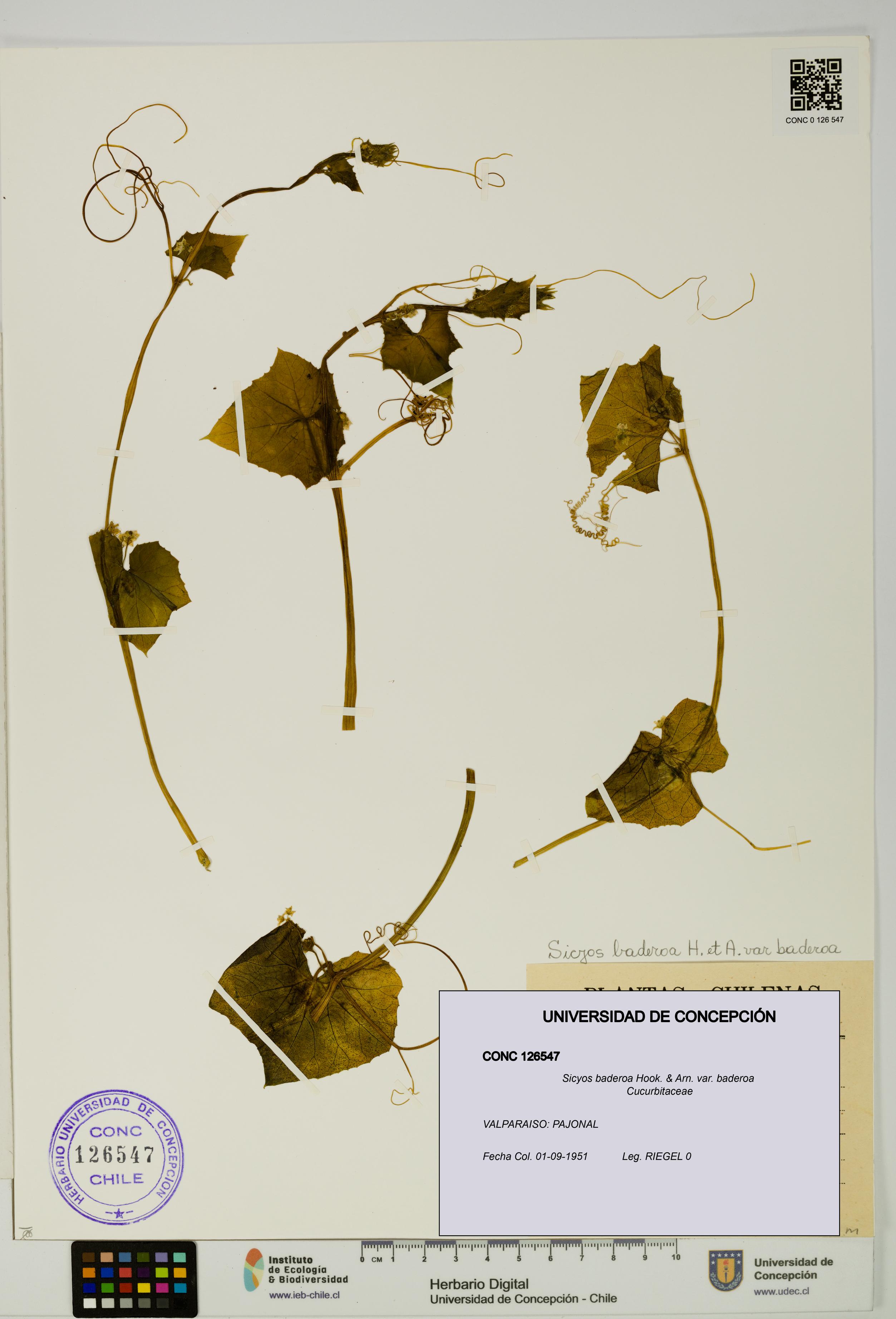 Sicyos baderoa var. baderoa [Espécimen: UDEC:CONC:0126547]