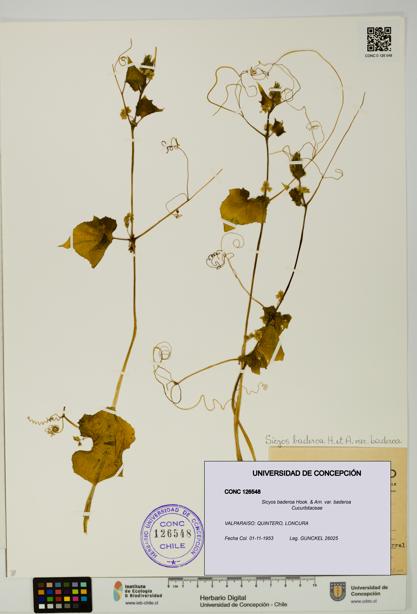 Sicyos baderoa var. baderoa [Espécimen: UDEC:CONC:0126548]