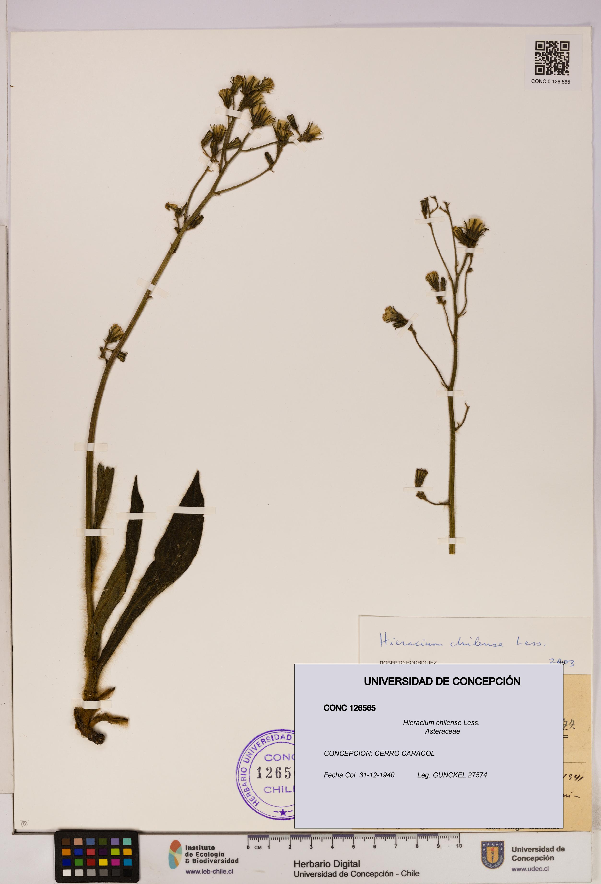 Hieracium chilense [Espécimen: UDEC:CONC:0126565]