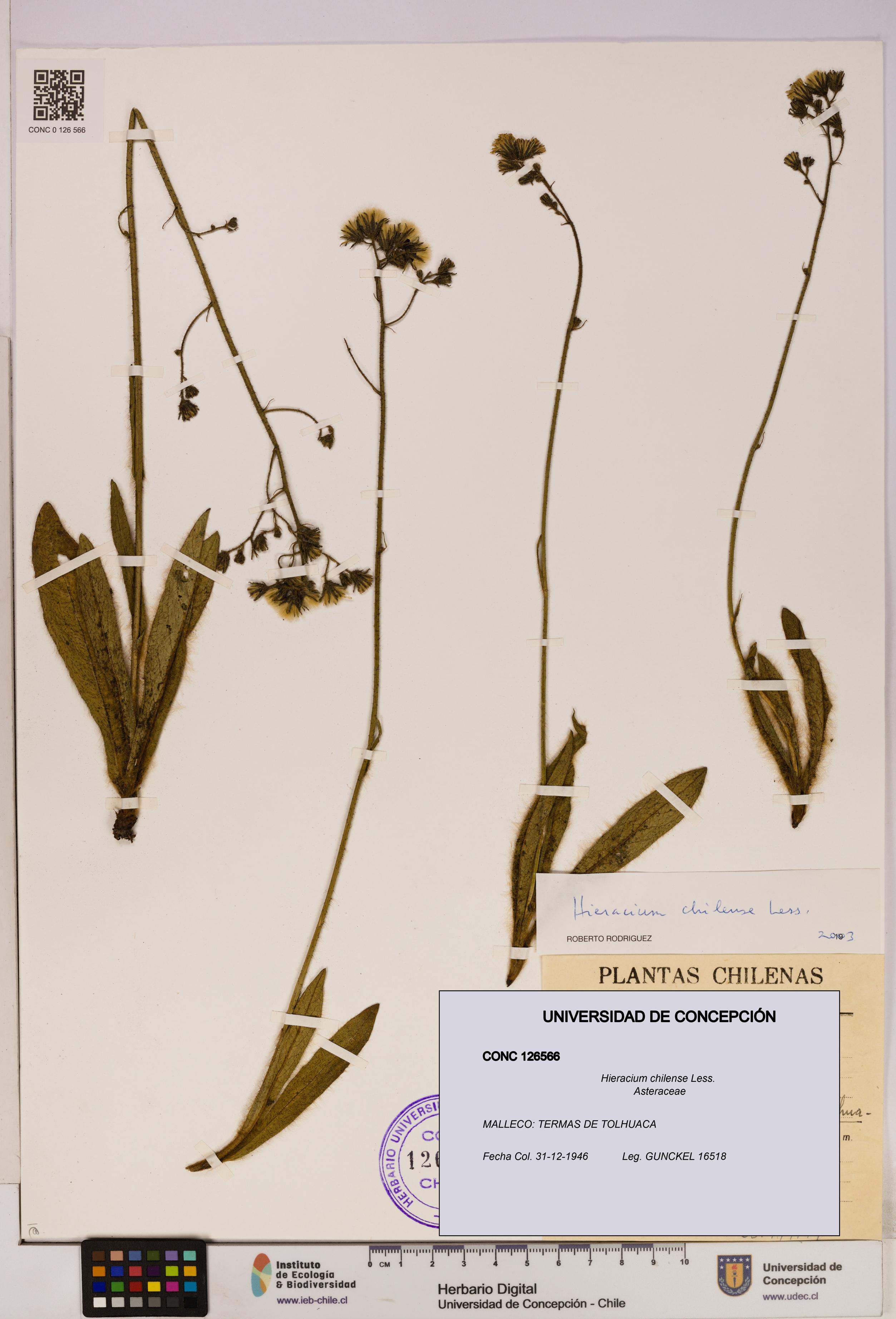 Hieracium chilense [Espécimen: UDEC:CONC:0126566]