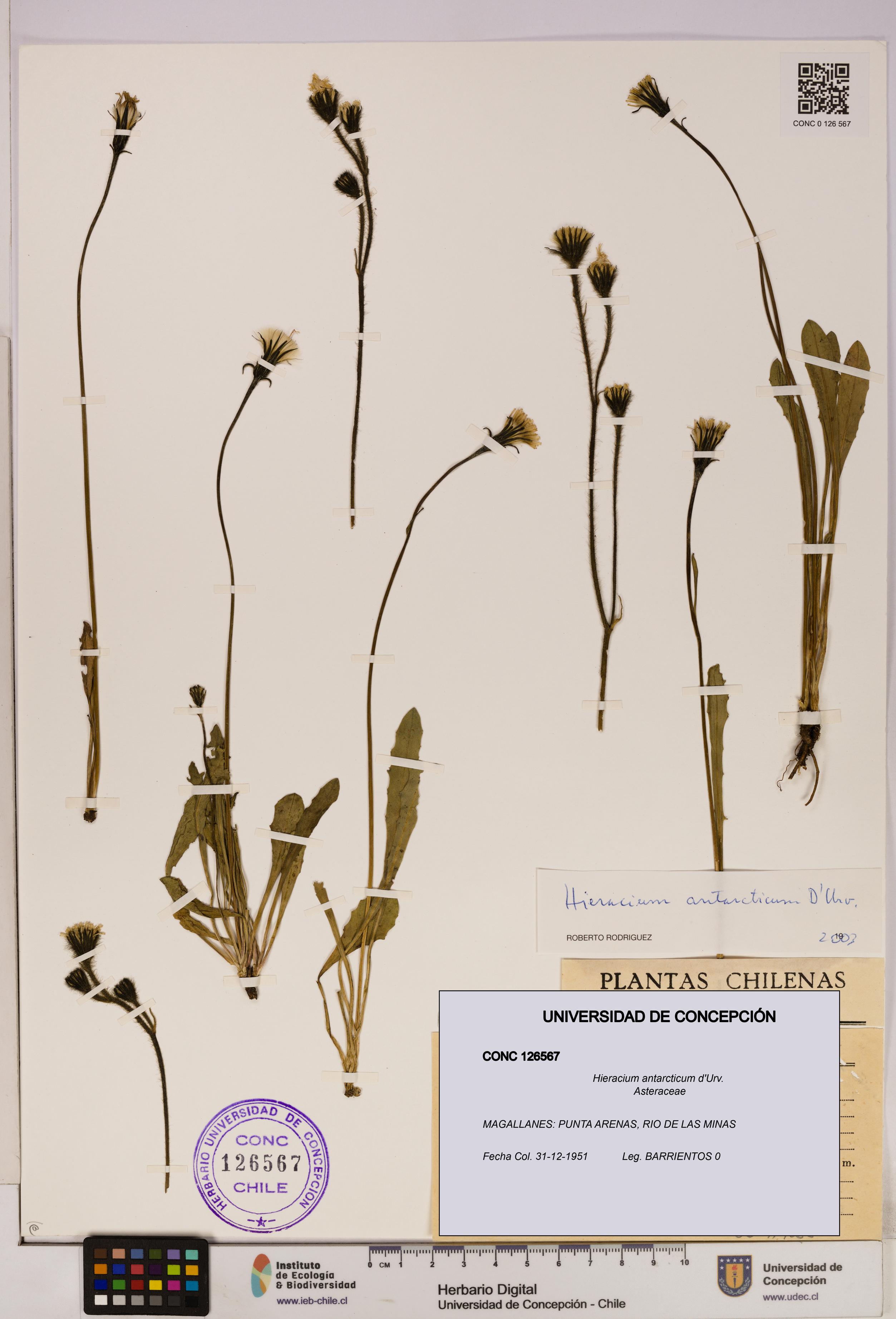 Hieracium antarcticum [Espécimen: UDEC:CONC:0126567]