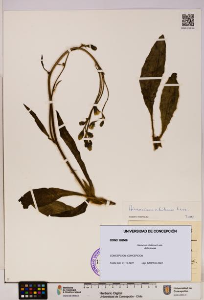 Hieracium chilense [Espécimen: UDEC:CONC:0126568]