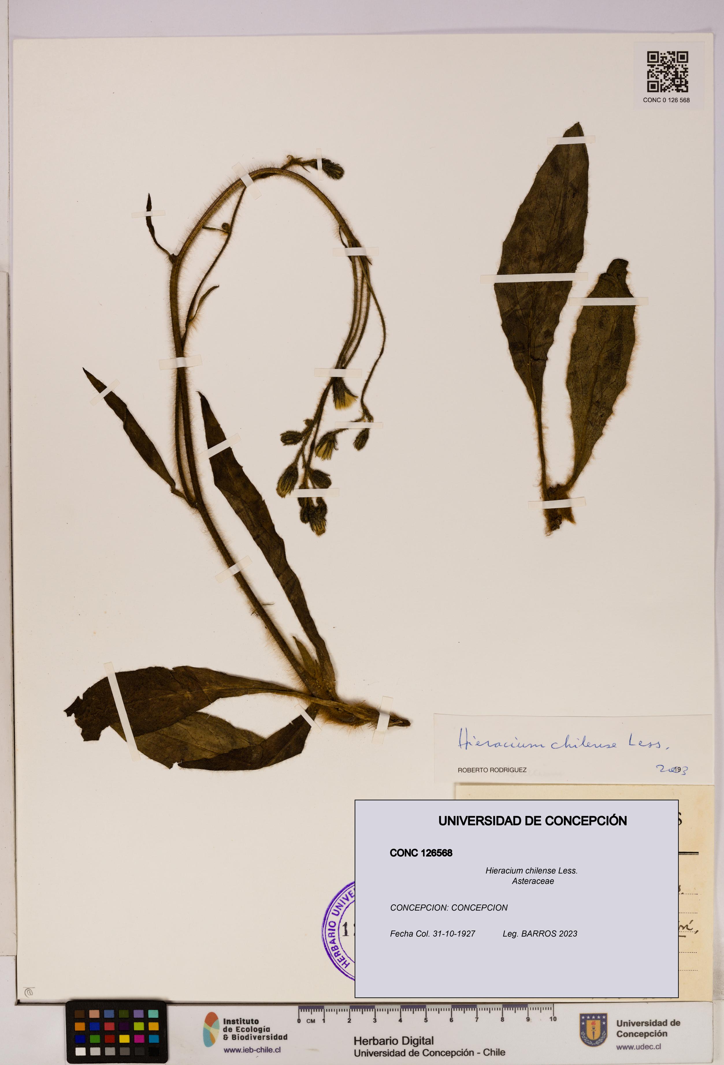 Hieracium chilense [Espécimen: UDEC:CONC:0126568]
