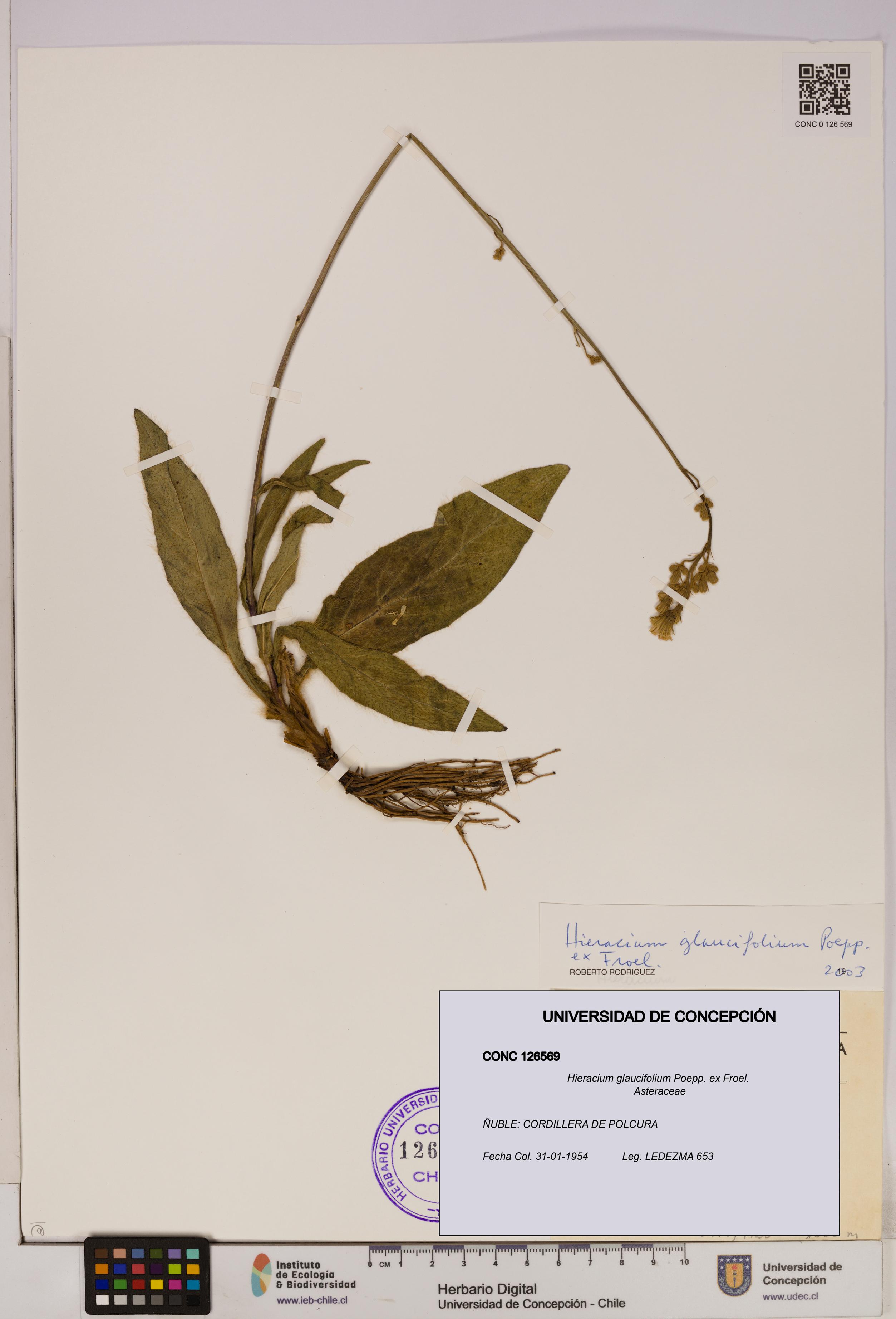 Hieracium glaucifolium [Espécimen: UDEC:CONC:0126569]