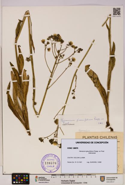 Hieracium glaucifolium [Espécimen: UDEC:CONC:0126570]