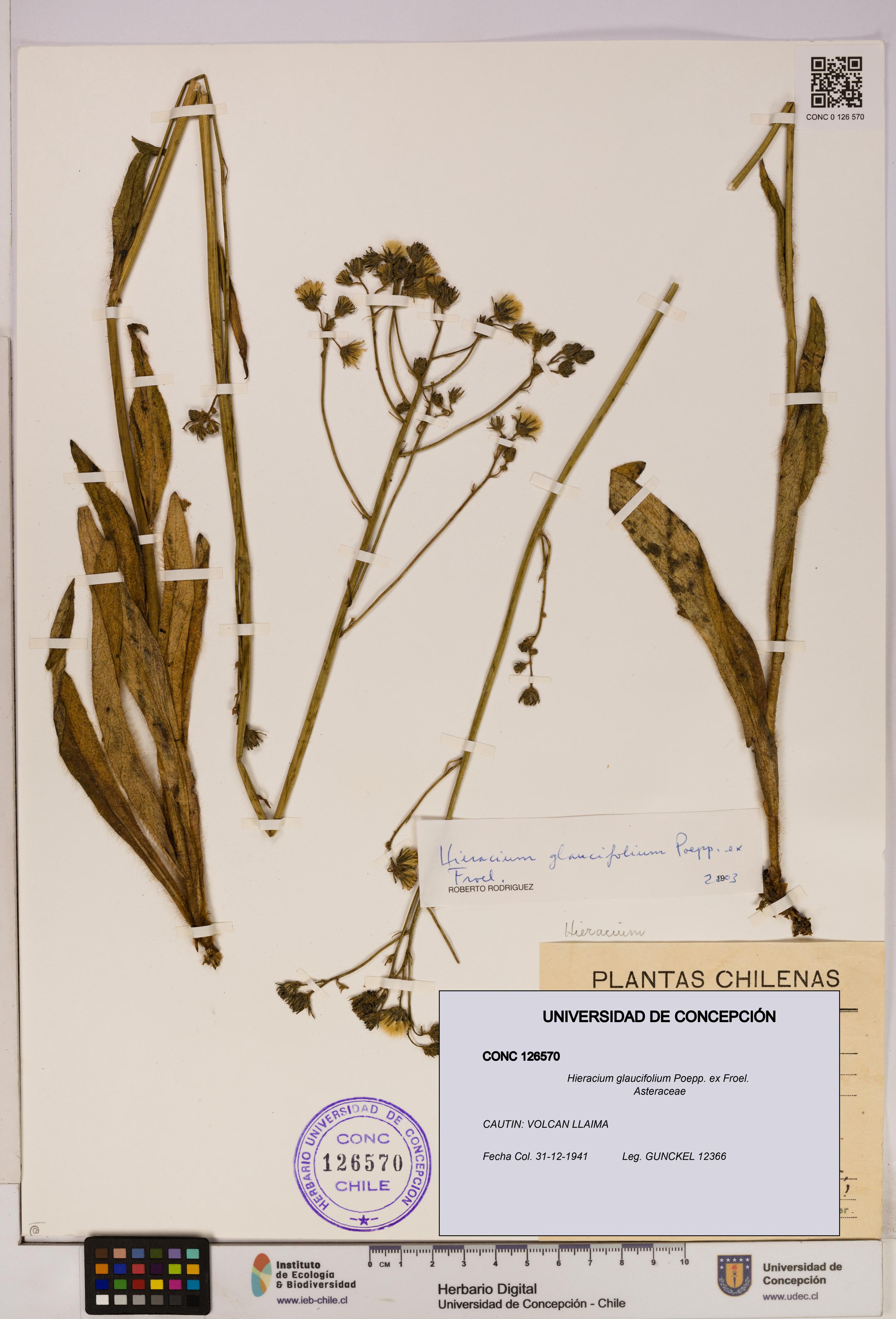 Hieracium glaucifolium [Espécimen: UDEC:CONC:0126570]