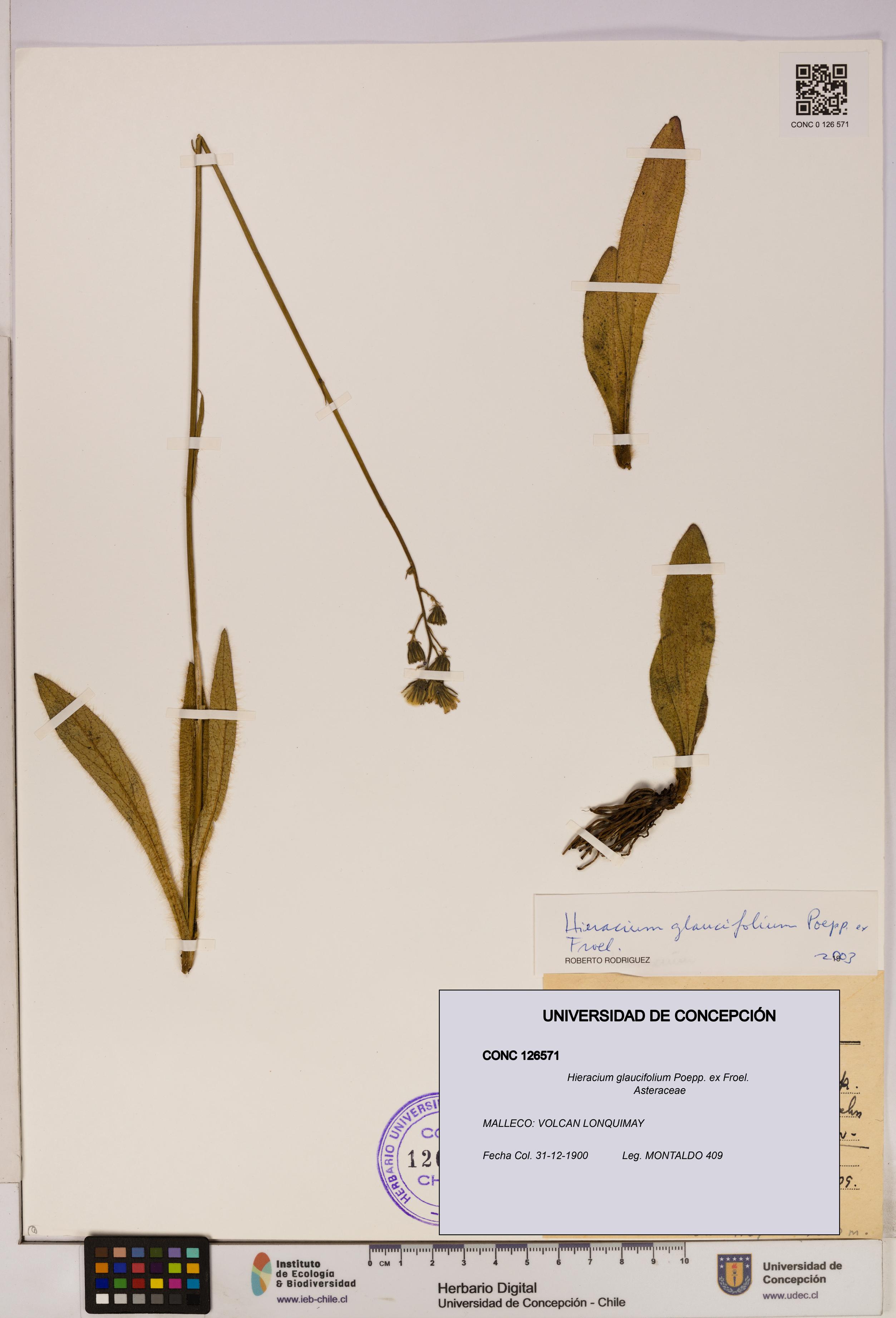 Hieracium glaucifolium [Espécimen: UDEC:CONC:0126571]