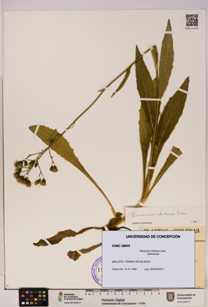 Hieracium chilense [Espécimen: UDEC:CONC:0126572]