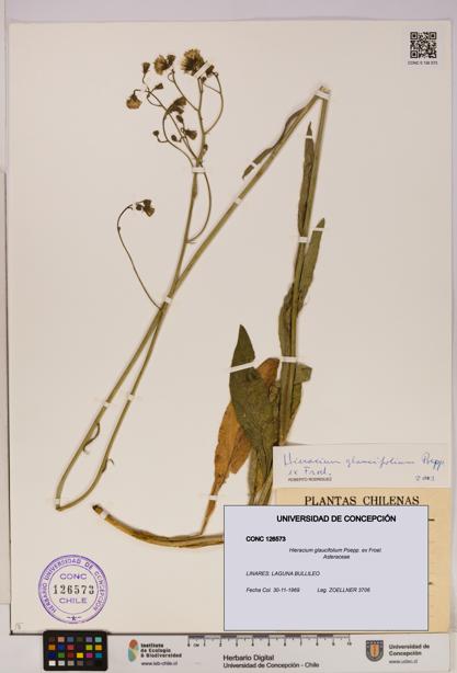 Hieracium glaucifolium [Espécimen: UDEC:CONC:0126573]
