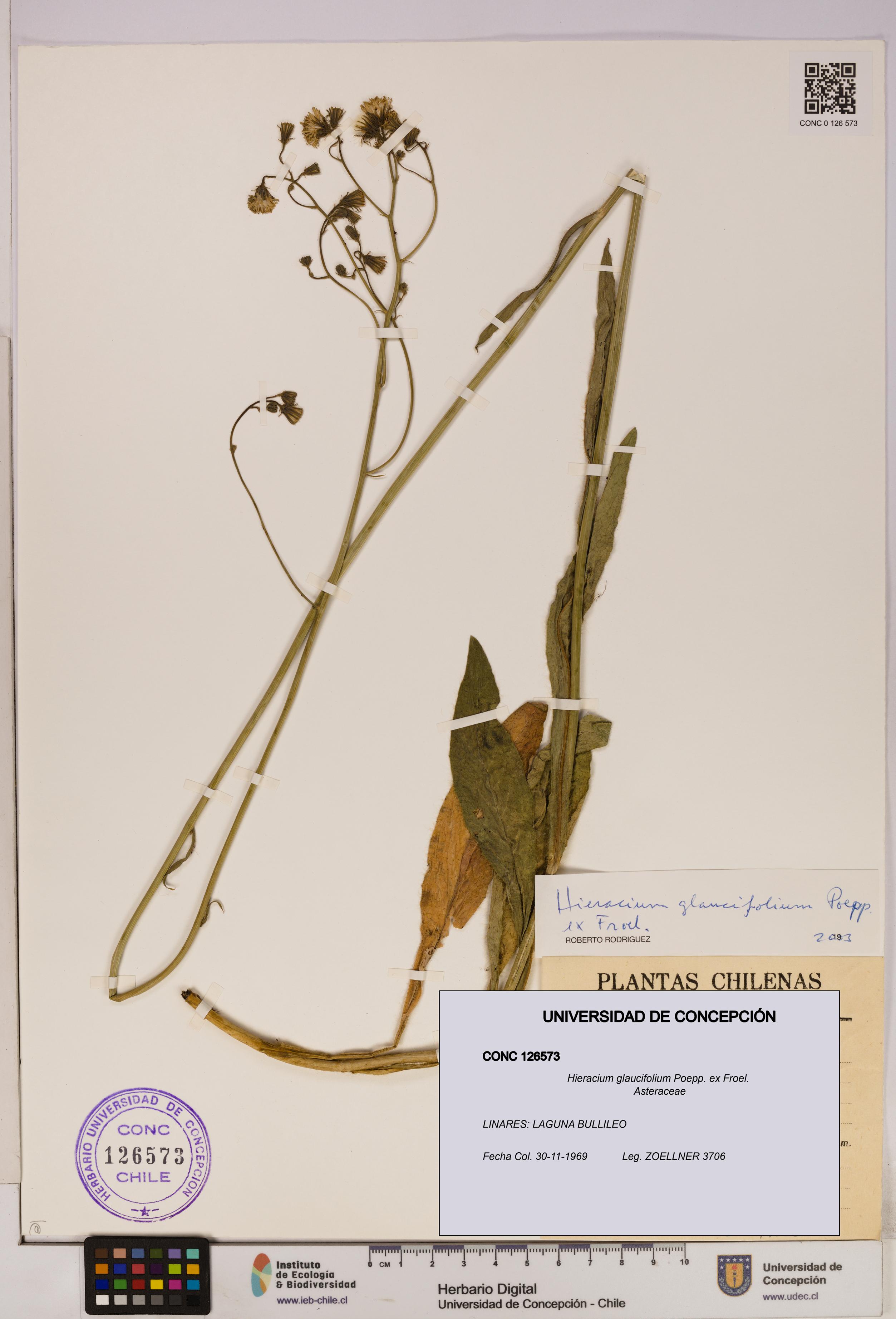 Hieracium glaucifolium [Espécimen: UDEC:CONC:0126573]