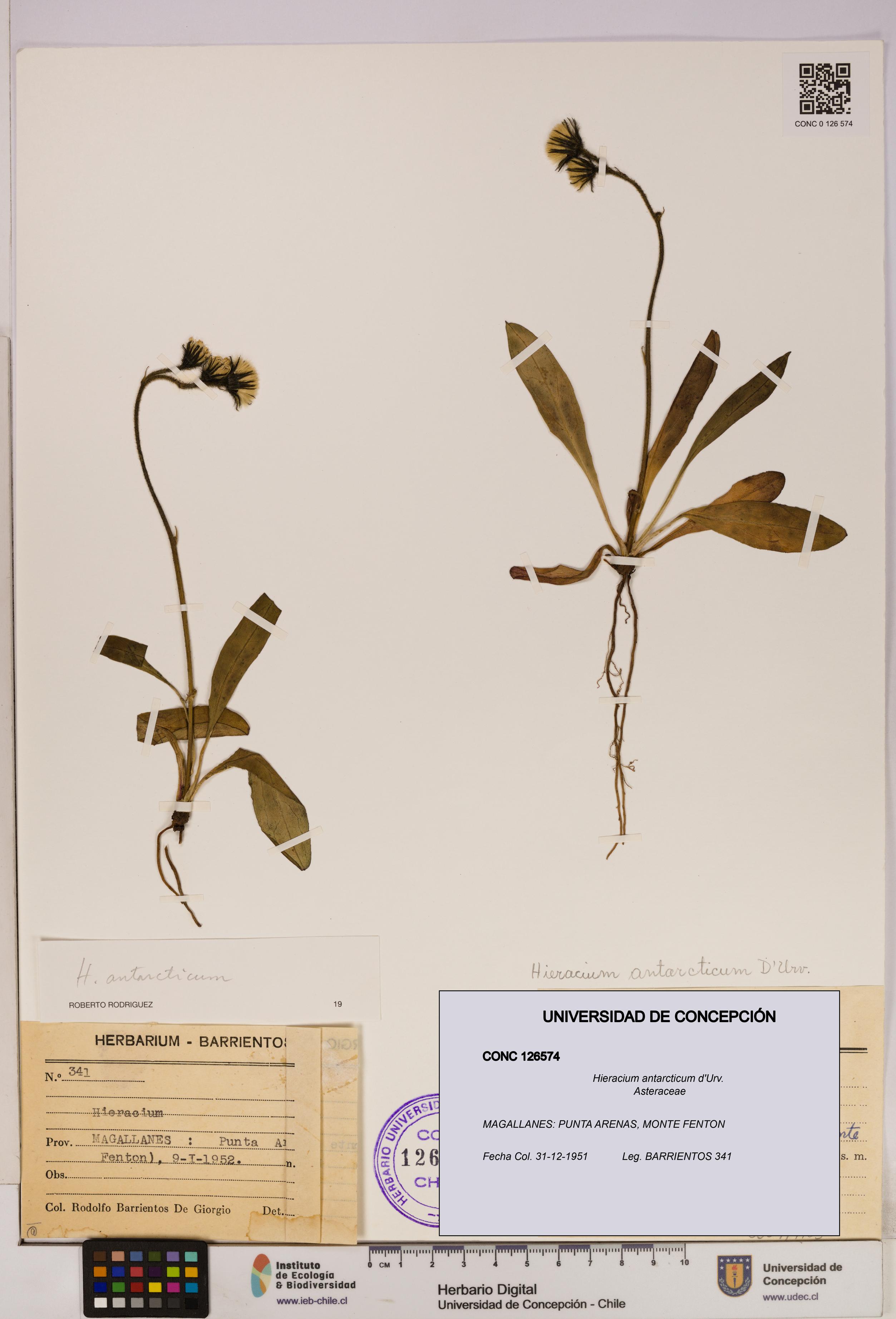 Hieracium antarcticum [Espécimen: UDEC:CONC:0126574]