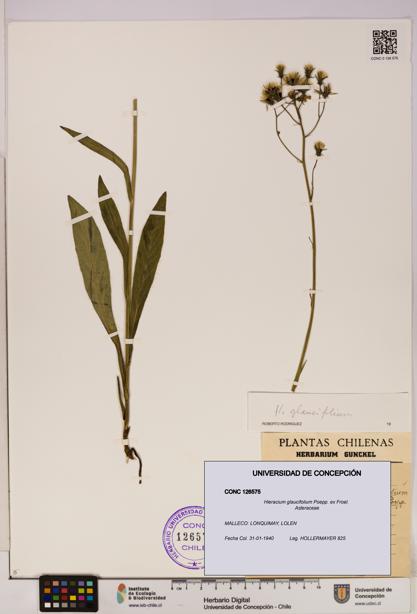 Hieracium glaucifolium [Espécimen: UDEC:CONC:0126575]