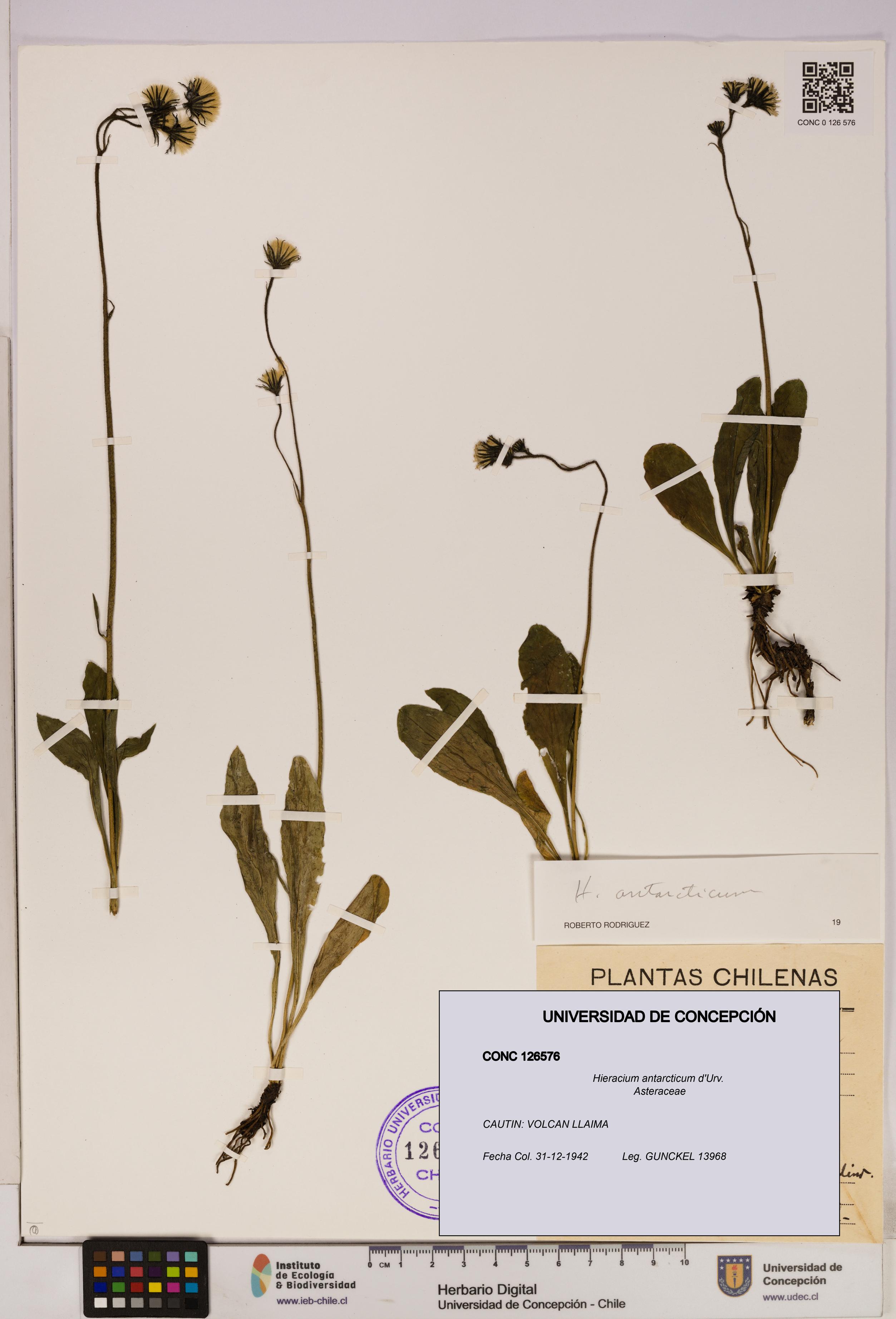 Hieracium antarcticum [Espécimen: UDEC:CONC:0126576]