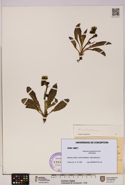 Hieracium antarcticum [Espécimen: UDEC:CONC:0126577]