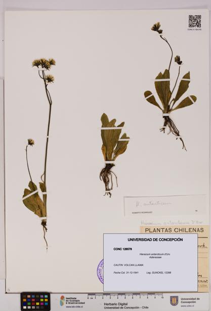 Hieracium antarcticum [Espécimen: UDEC:CONC:0126578]
