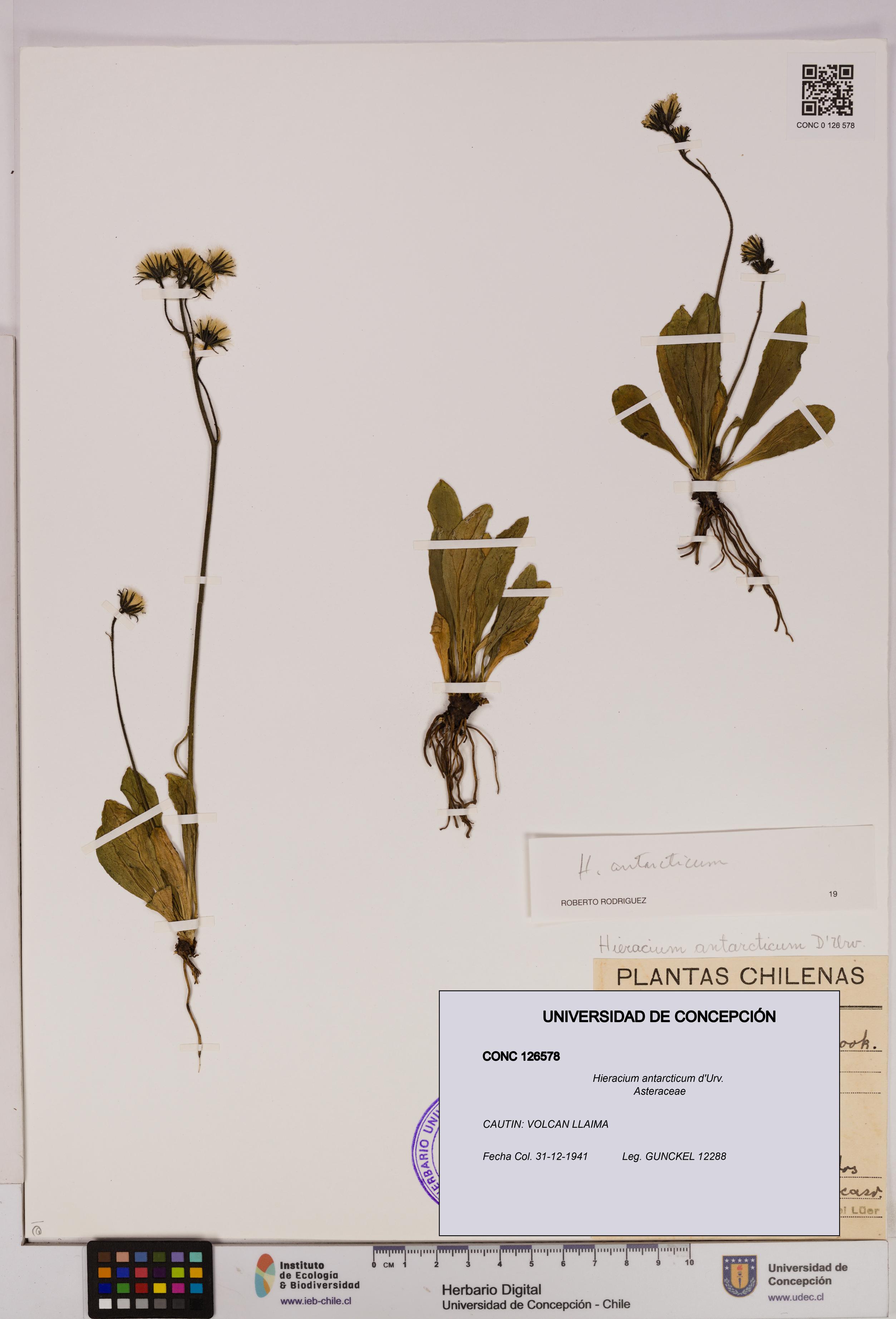 Hieracium antarcticum [Espécimen: UDEC:CONC:0126578]